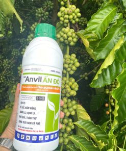 anvil ấn độ thực tế