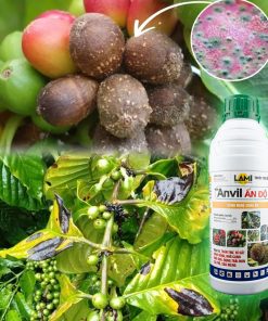 anvil ấn độ trị bệnh thán thư - khô cành khô quả - nấm hồng cà phê