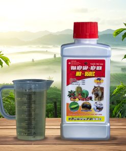 chai Vua Rệp Sáp - Rệp Đen