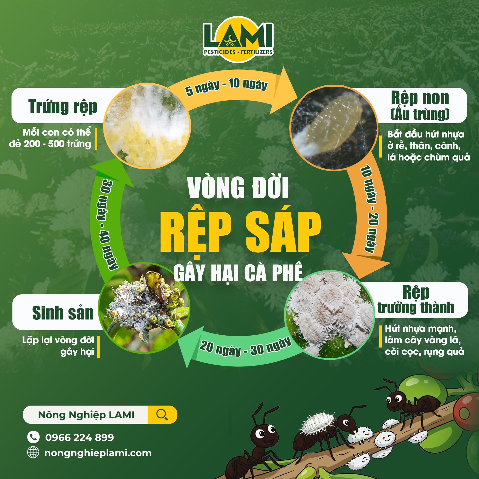 Vòng đời rệp sáp gây hại cà phê