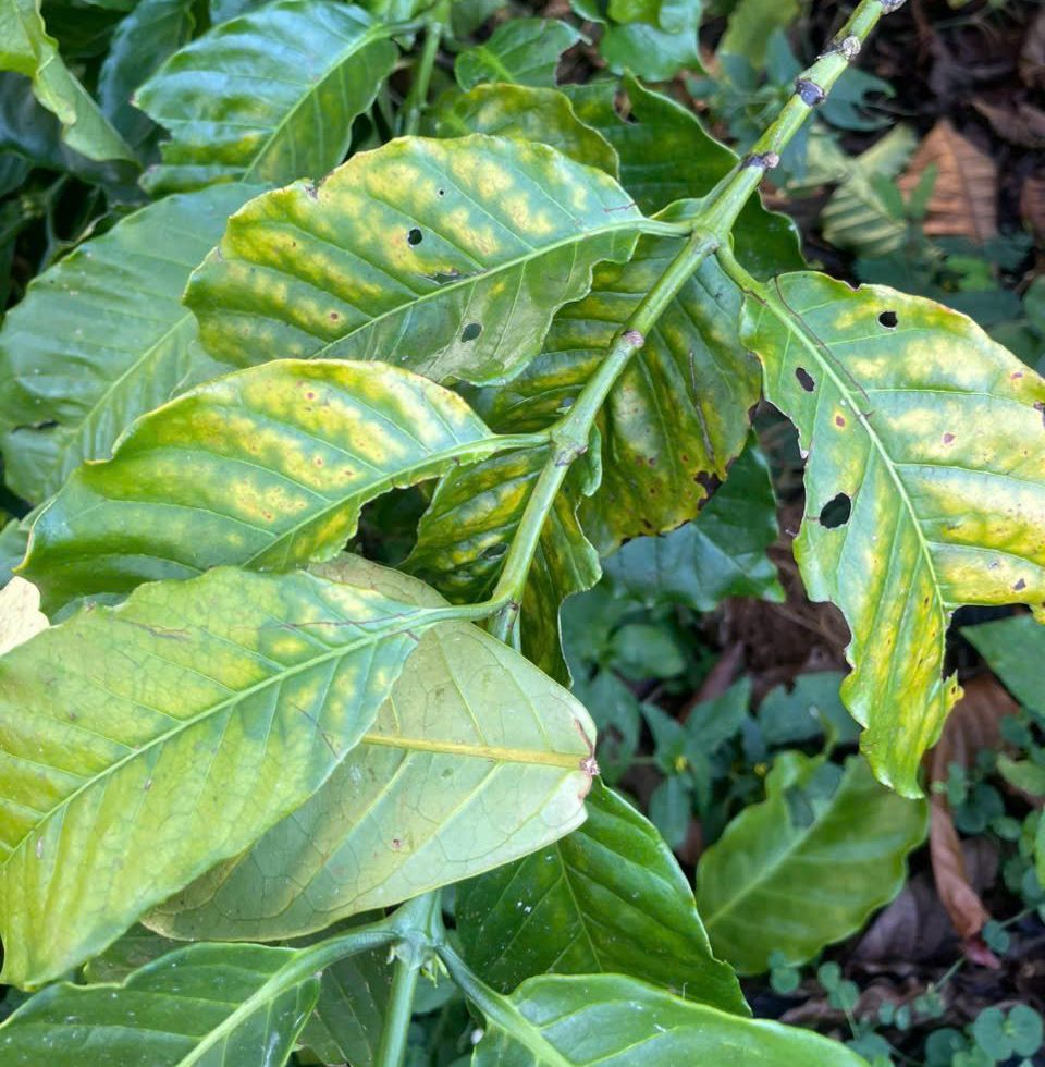 Vàng lá gân xanh cây trồng