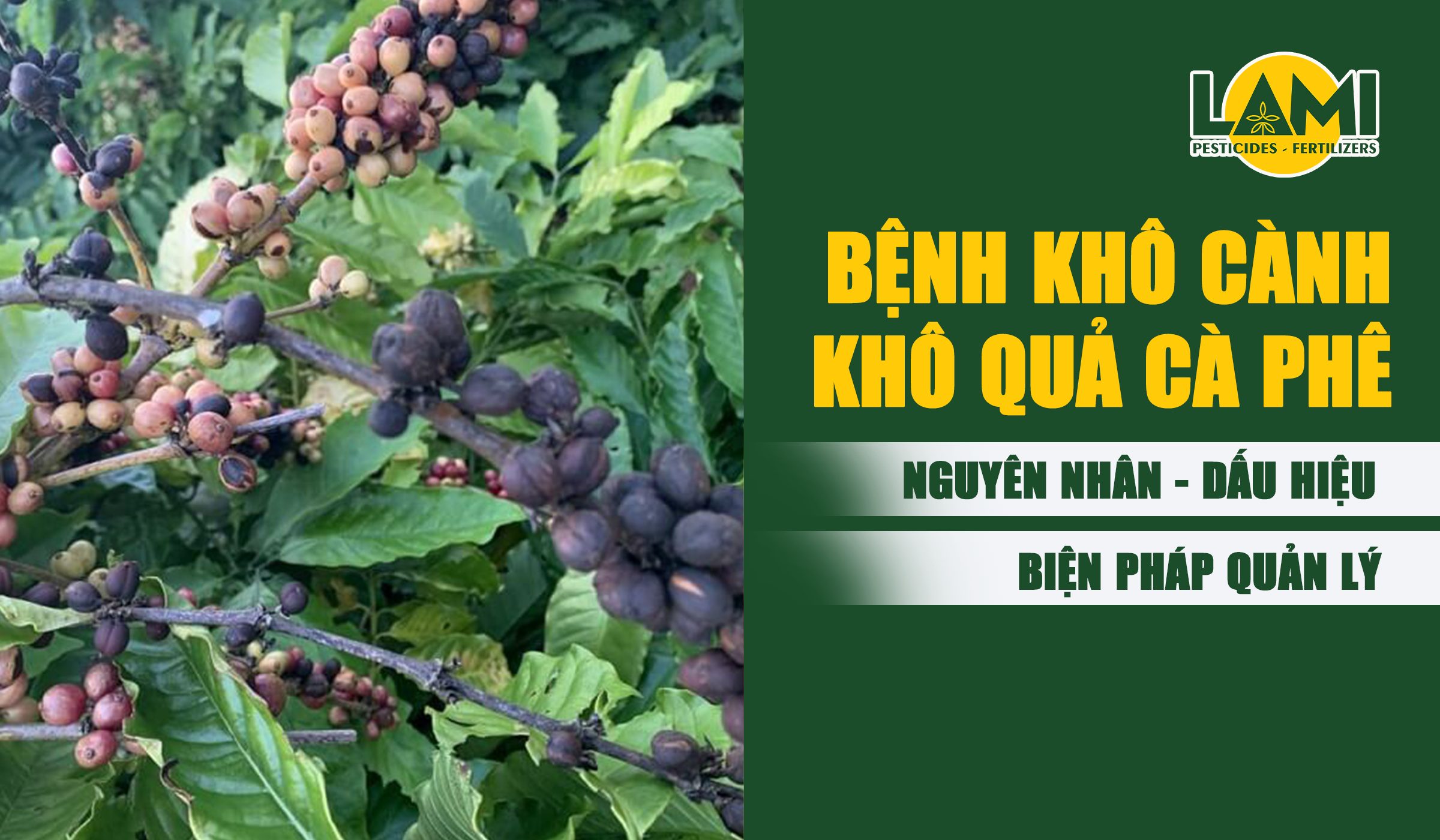 Bệnh khô cành khô quả trên cà phê