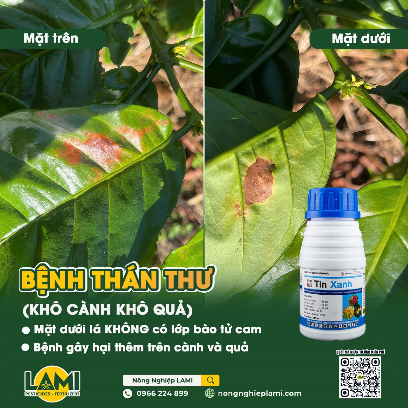 Bệnh khô cành khô quả trên cà phê
