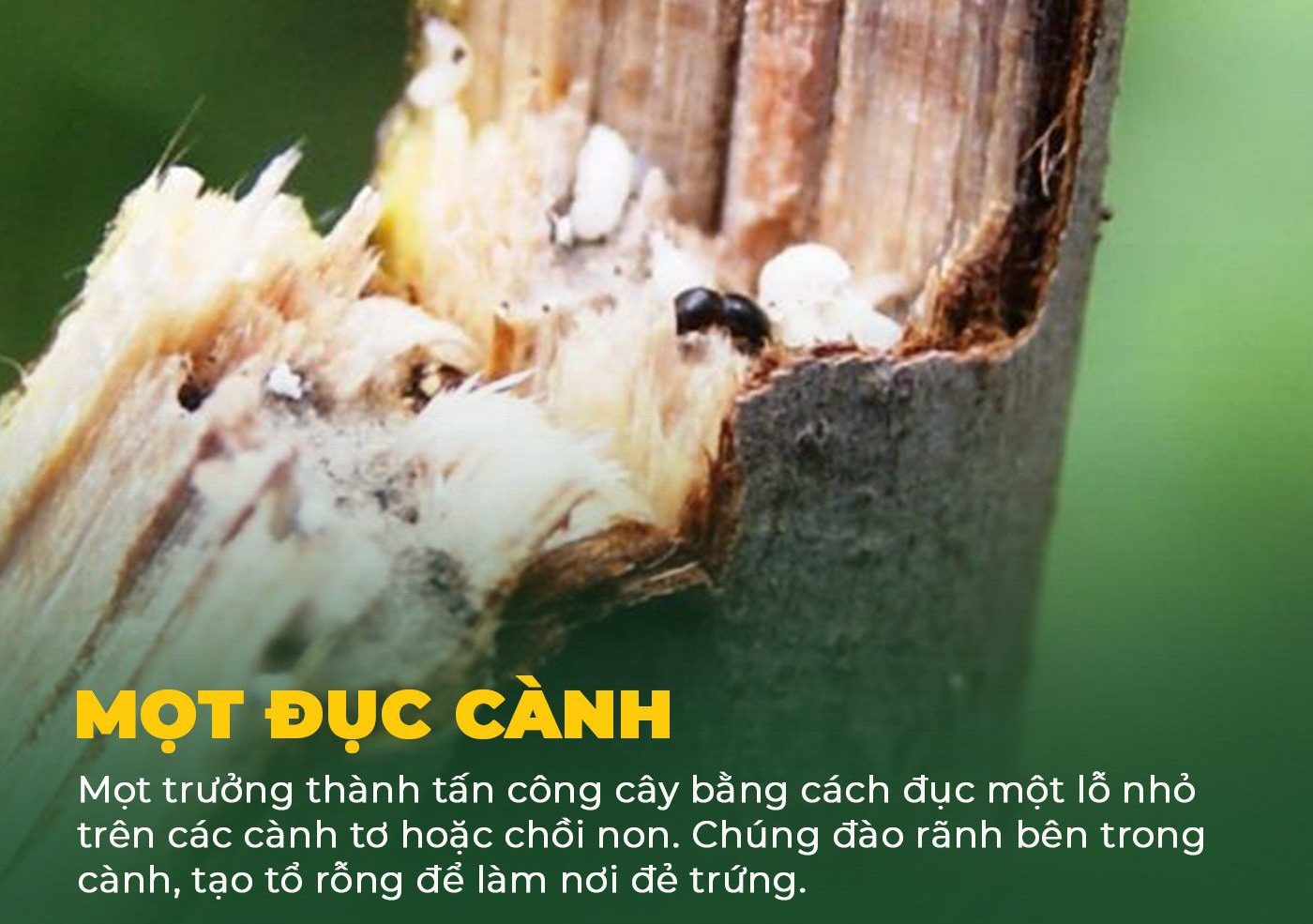 Mọt đục cành gây hại cà phê