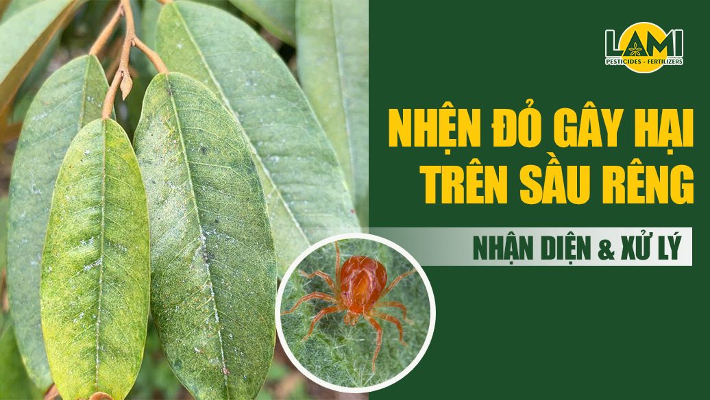Nhện đỏ trên sầu riêng