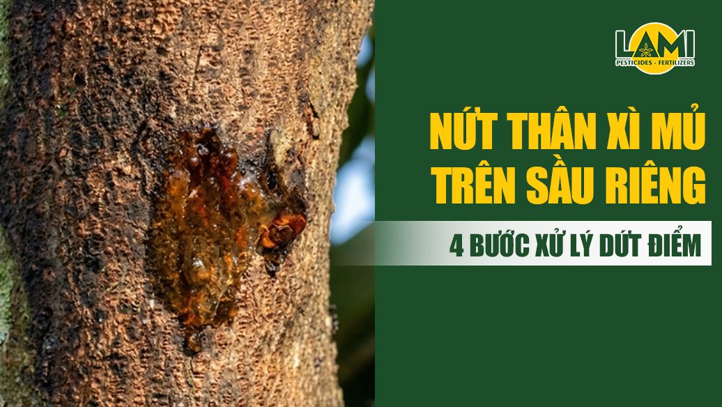 Nứt thân xì mủ trên sầu riêng