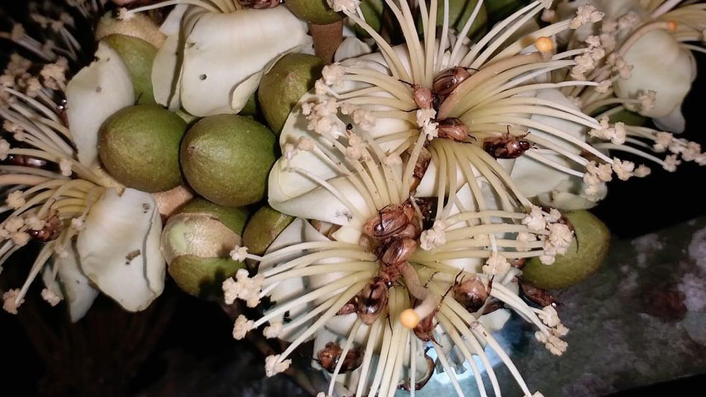 Bọ cánh cứng gây hại