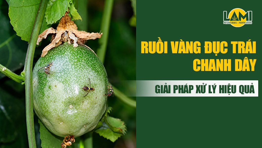 ruồi vàng đục quả chanh dây