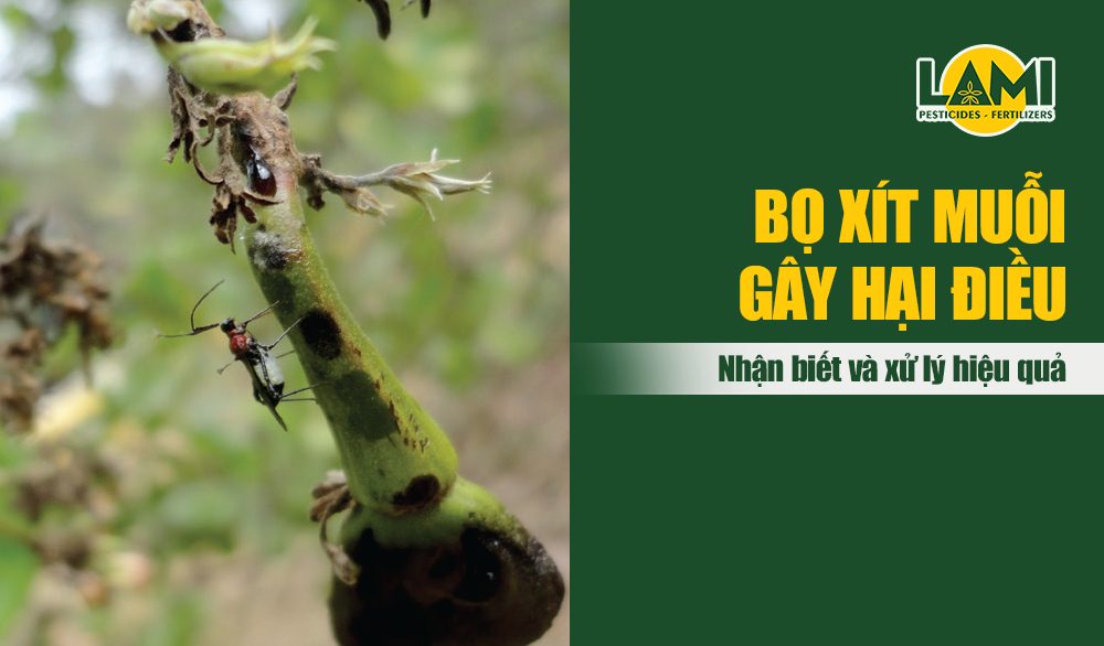bọ xít muỗi hại điều