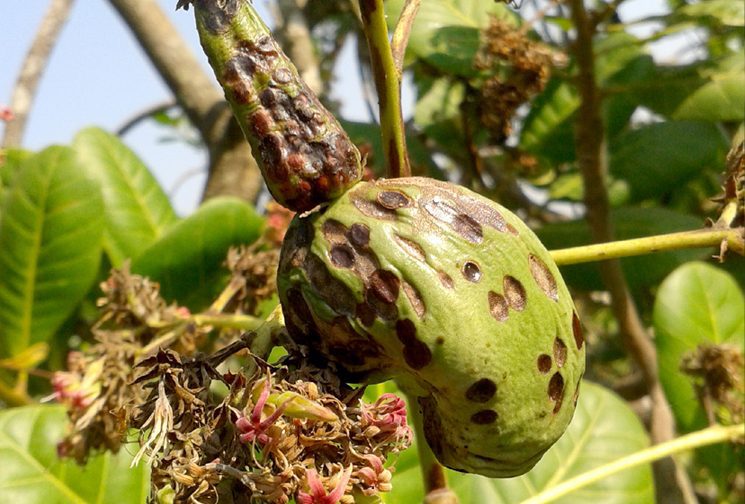 Bọ xít muỗi hại điều