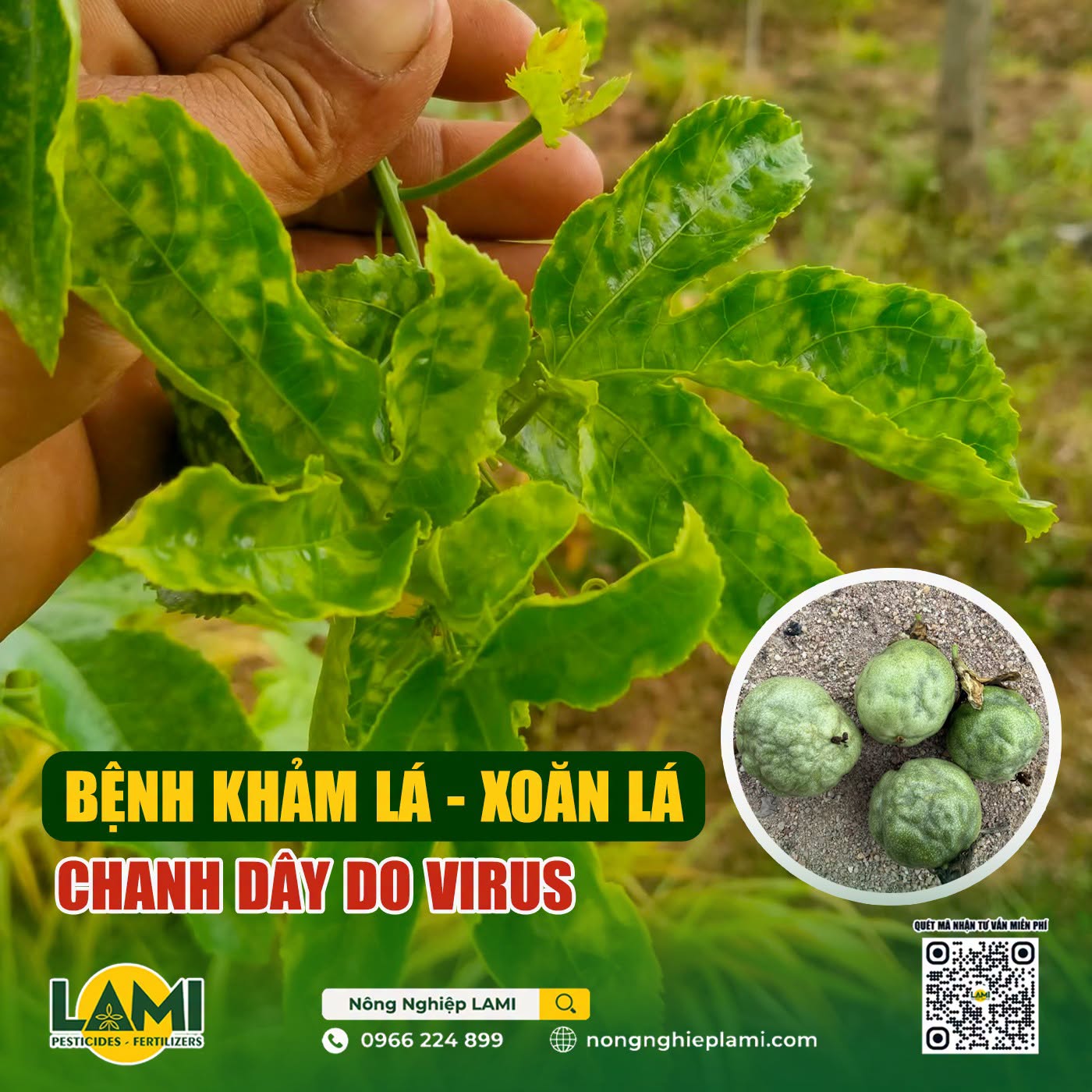 benh-kham-la-xoan-la-chanh-day-do-virus