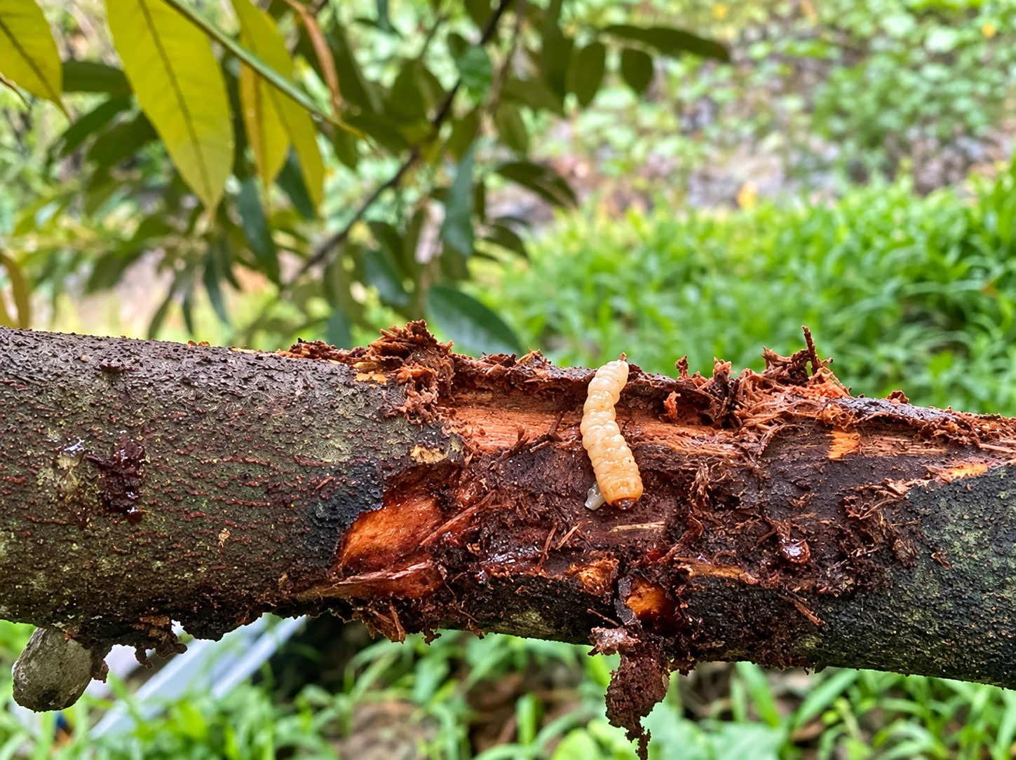 sâu đục thân gây hại sầu riêng