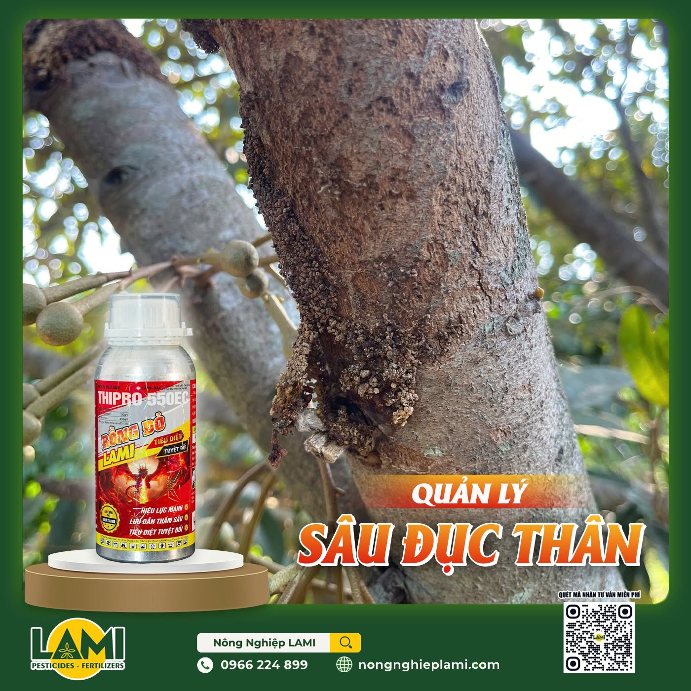 sâu đục thân gây hại sầu riêng