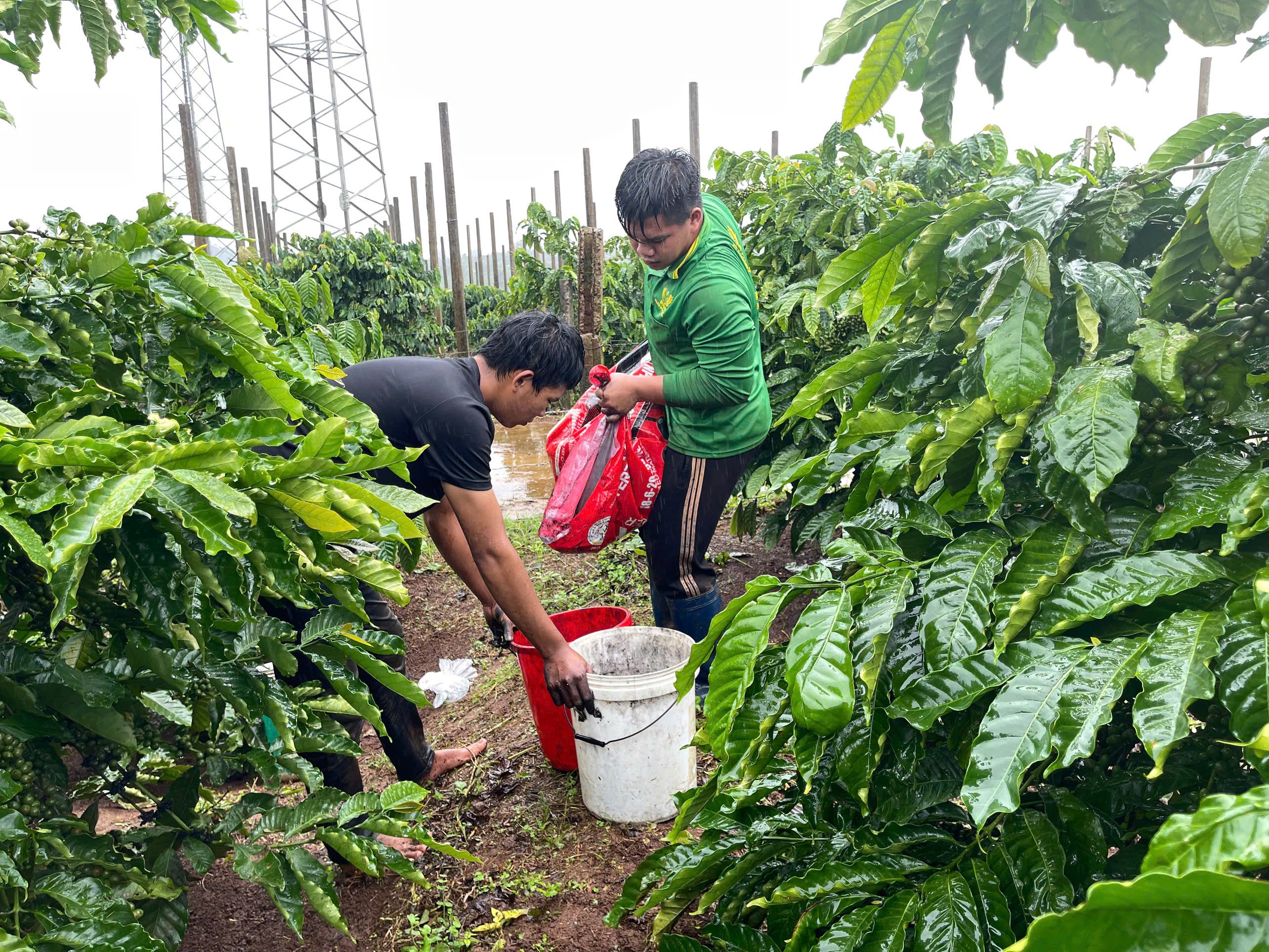 Bón phân hiệu quả