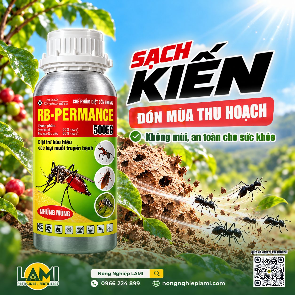 Quản lý kiến trên vườn cà phê