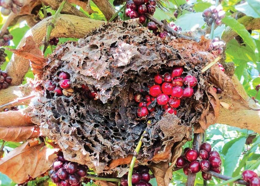 quản lý kiến trên vườn cà phê