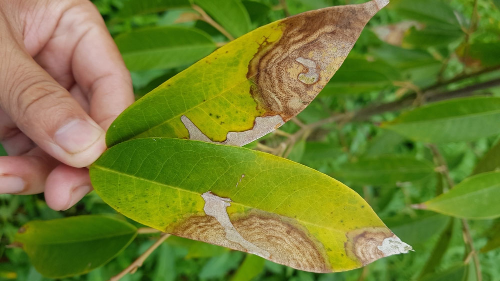 Thán thư gây hại sầu riêng